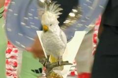 餐廳鸚鵡飾品亮相奪冠慶典，拜仁球員集體否認“偷竊”說法